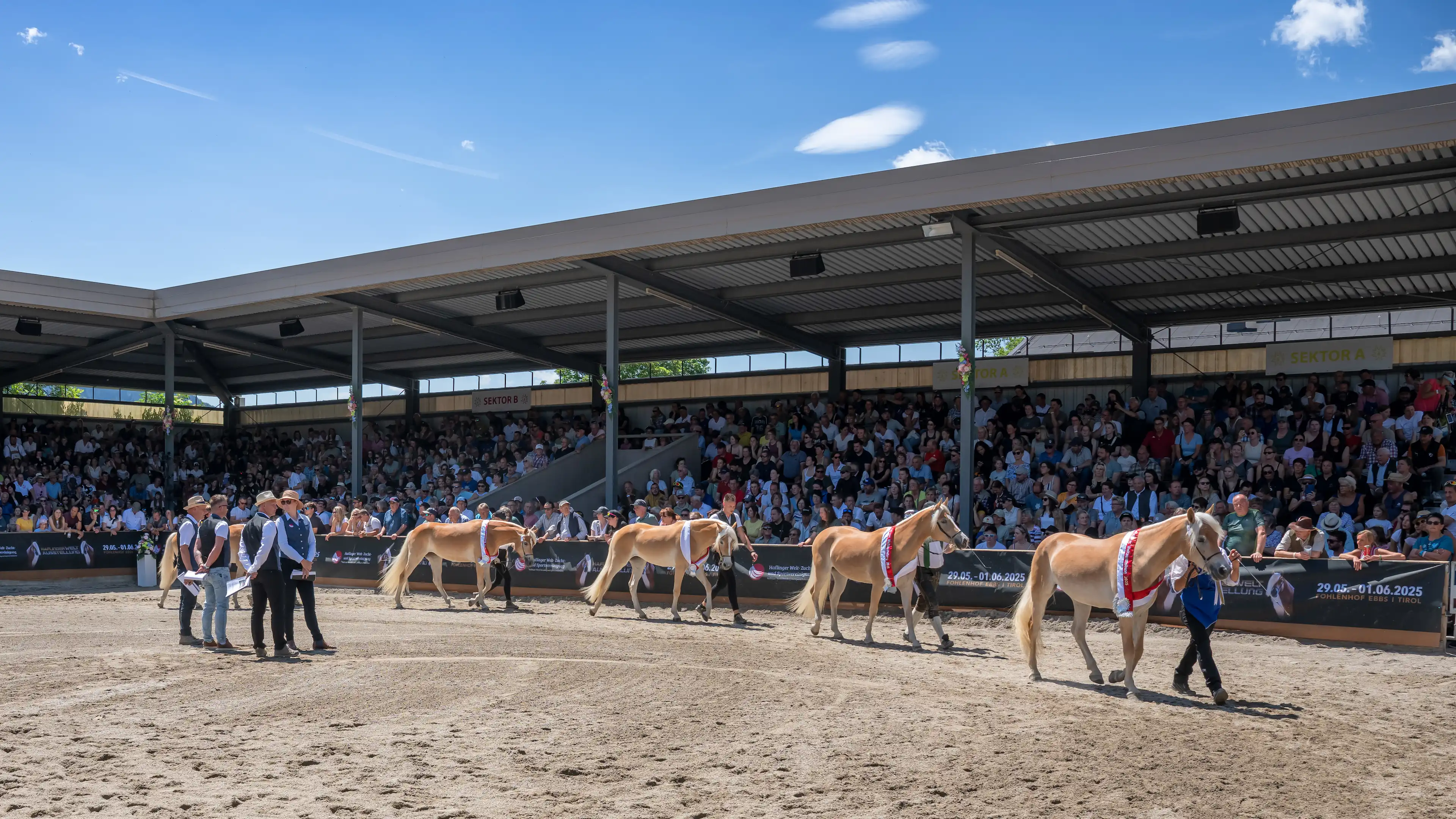 Cavallo Haflinger in ambiente naturale